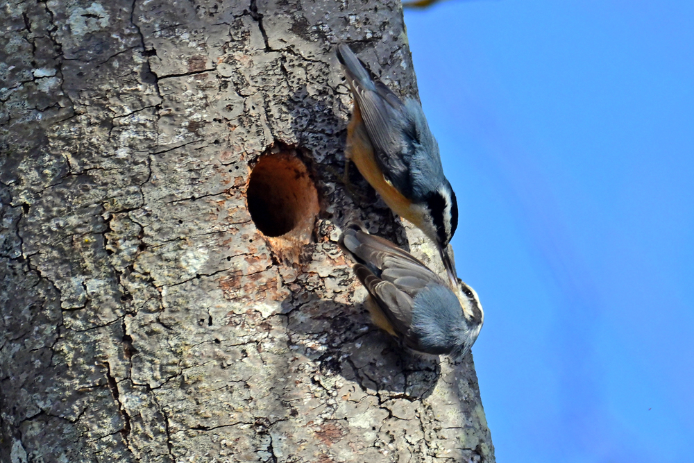 Red-breasted Nuthatch Red-breasted Nuthatch
